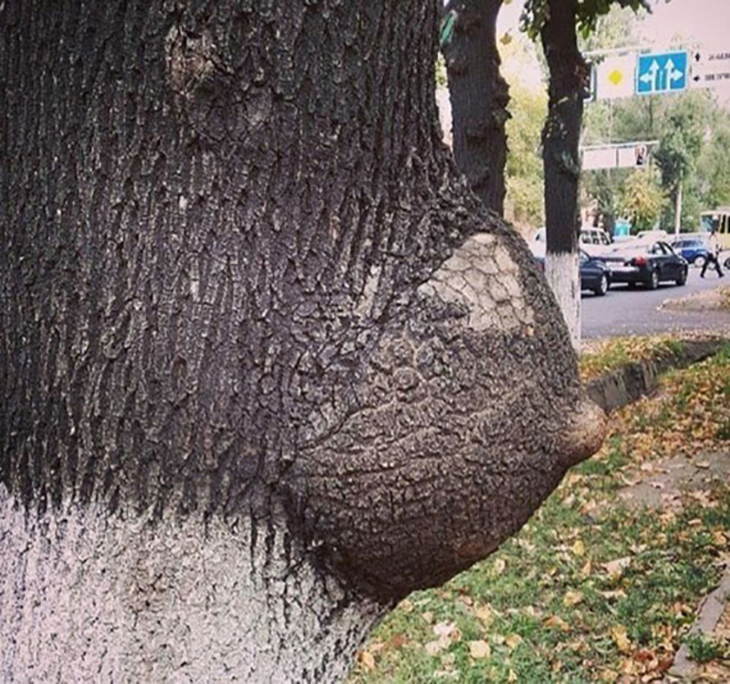 Image result for tree that looks like boobs